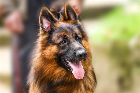 Gorgeous German Shepherd Brightens Everyone's Day Playing .